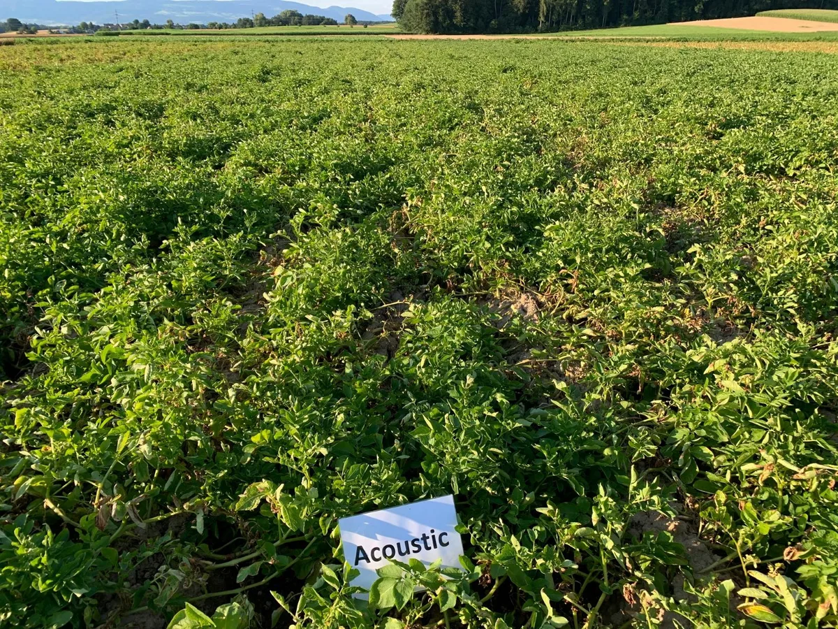 f06d3eda2cd9f1b7b8b0e37e6a99aa8c7017ba15 Acousric ist eine Phytophtora-resistente Kartoffelsorte. Erste Tests damit zeigten gute Erträge ohne Fungizid-Behandlung. (Bild Swisspatat)