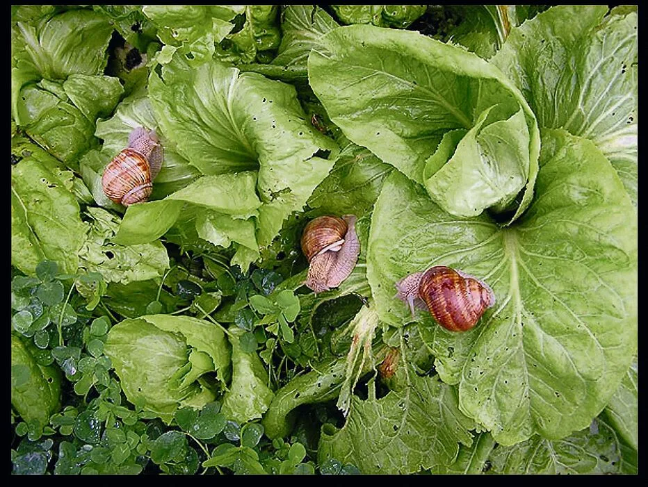 Weinbergschnecken gelten als Delikatesse. Von deren Zucht zu leben, ist aber schwierig.