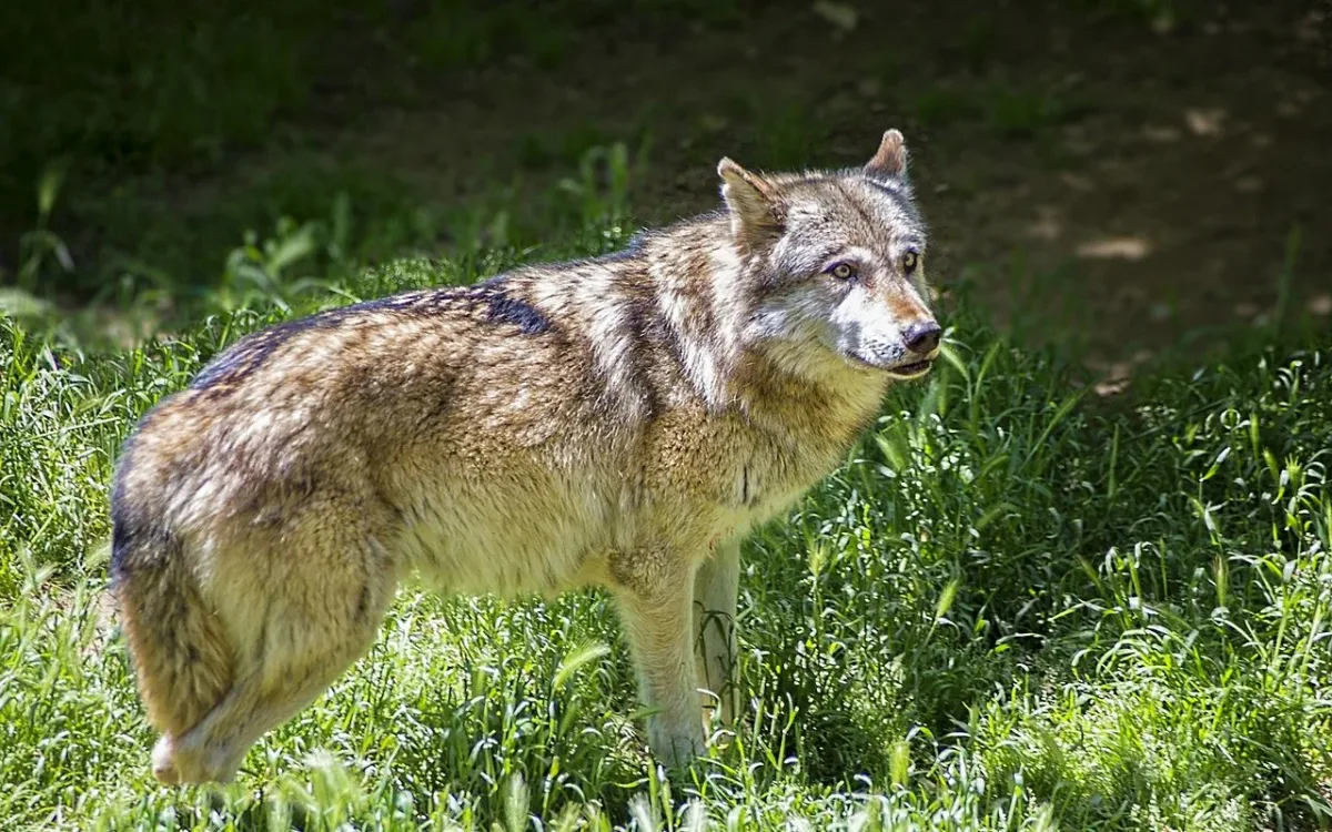 Glarus will nach Schafsrissen Wölfe am Schilt schiessen