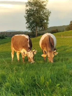 Ueli Achermann aus Lütisburg im Toggenburg hat beides in seiner Herde: Blüem- und Gurtkühe. An der Olma gibts heuer für diese besonderen Kühe eine eigene Schau.