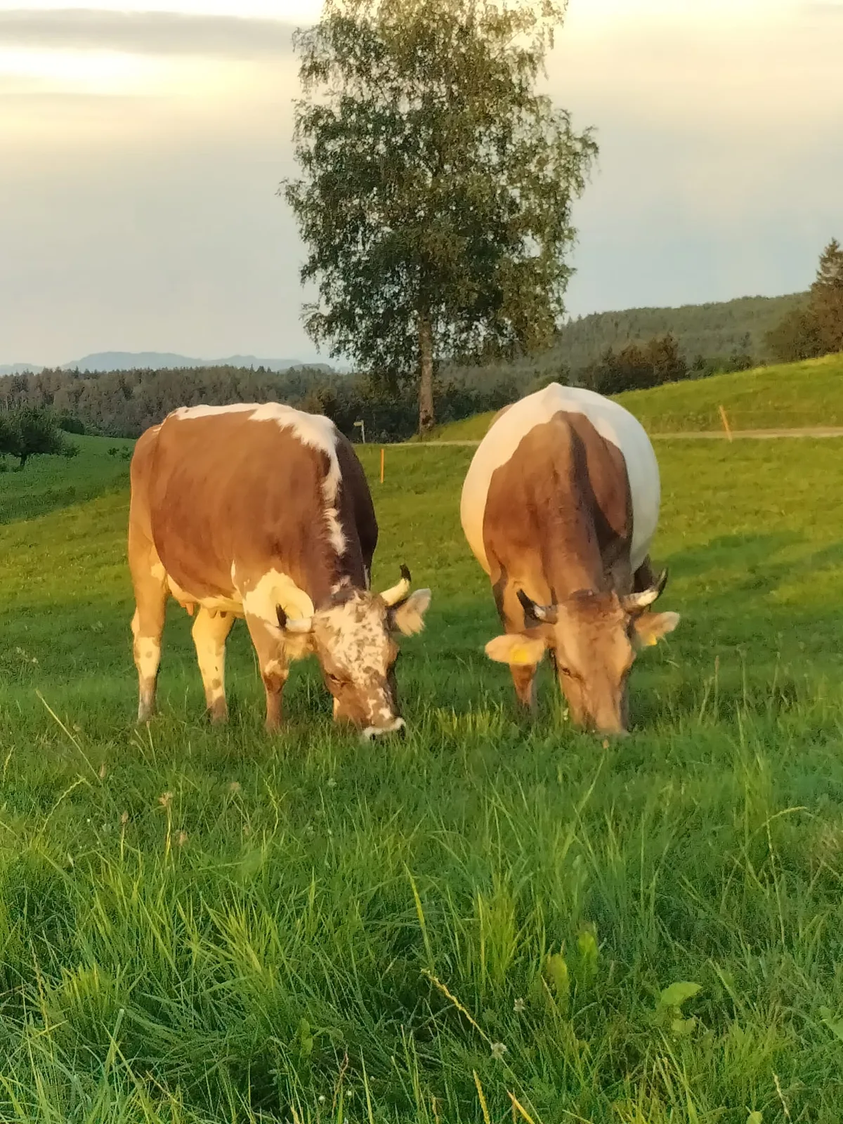 Bluemkuh-Gurtkuh-UeliAchermann-Luetisburg Erste Nationale Blüem- und Gurtschau an der diesjährigen Olma