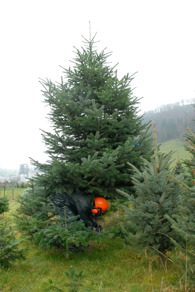 0d02791f8562b7a9a450faafceb22feef66ea6d9 Es sind zwar keine 20-Meter-Tannen, trotzdem werden ohne Helm und Schnittschutzhosen auch keine Christbäume gefällt. Markus beim Fällen der Nordmanntanne. Auf dem Hof geht es dann ... (Bilder Hansjürg Jäger)