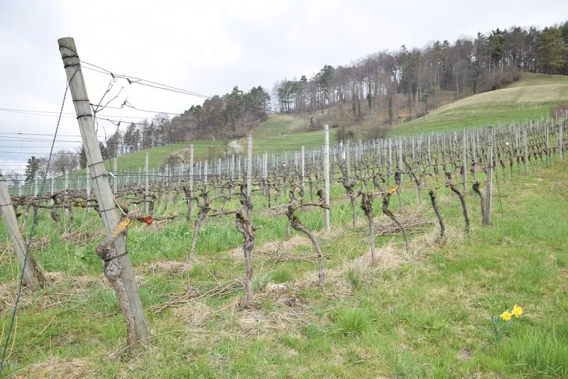 ab0a5066d2933c5c00d7ddb5c1c386dc6b2570d2 Beispielsweise sollen im Weinbau Bodenbegrünungen gefördert werden. (Bild BauZ)