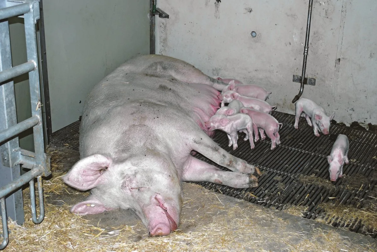 5e0cabe30211cec4262b4bd7ecaa82d577e734de Auch Schweinebetriebe mit wenig Ackerfläche sind von der Massnahme betroffen. (Bild Peter Fankhauser)