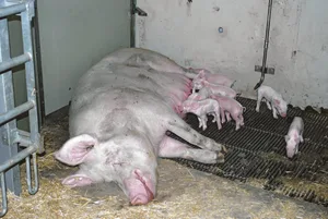 Auch Schweinebetriebe mit wenig Ackerfläche sind von der Massnahme betroffen. (Bild Peter Fankhauser)
