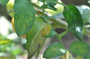 Vergilbungen kombiniert mit Verbräunungen am Blattrand von Tomatenlaub weisen auf Befall mit Rostmilben hin.