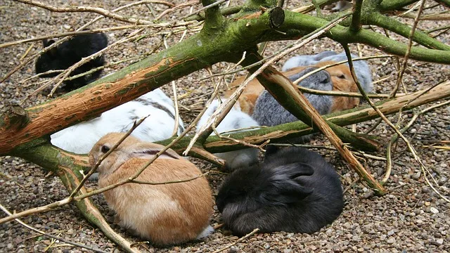 03295ecd7f142f3c5267807c8bfa4bf1ad58d2f9 Kaninchen sind nicht gerne alleine. (Bild Pixabay)
