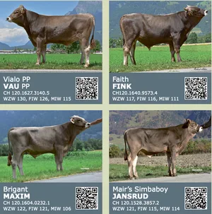 Über die QR-Codes des Stallblatts der Bio-KB-Stiere 2024 sind die Zuchtwerte und die Reservationsmöglichkeiten abrufbar.