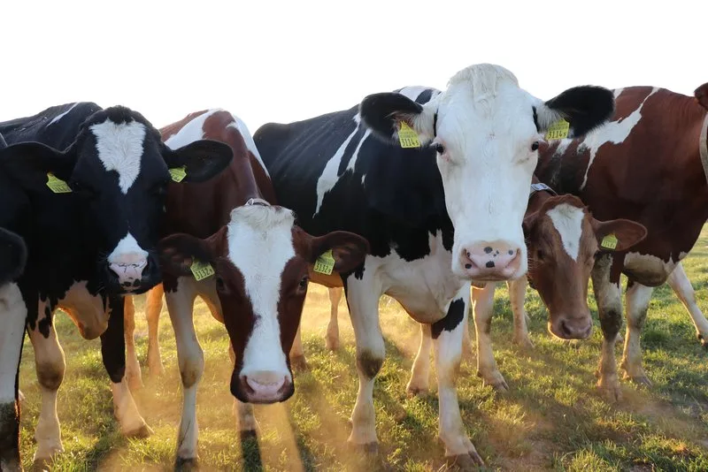 f6a3d88db1bdbe9ed074169d05de478853026a36 Der Nachhaltigkeitszuschlag für Schweizer Molkereimilch soll für A-Milch ausbezahlt werden und drei Rappen betragen. (Bild BauZ)