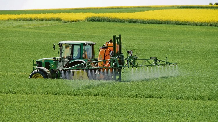 Chlorothalonil-haltige Pflanzenschutzmittel werden gegen diverse Pilzkrankheiten eingesetzt. Beim Weizen kommt der Wirkstoff gegen die Septoria-Blattdürre und -Spelzenbräune zum Einsatz. (Bild iStock)