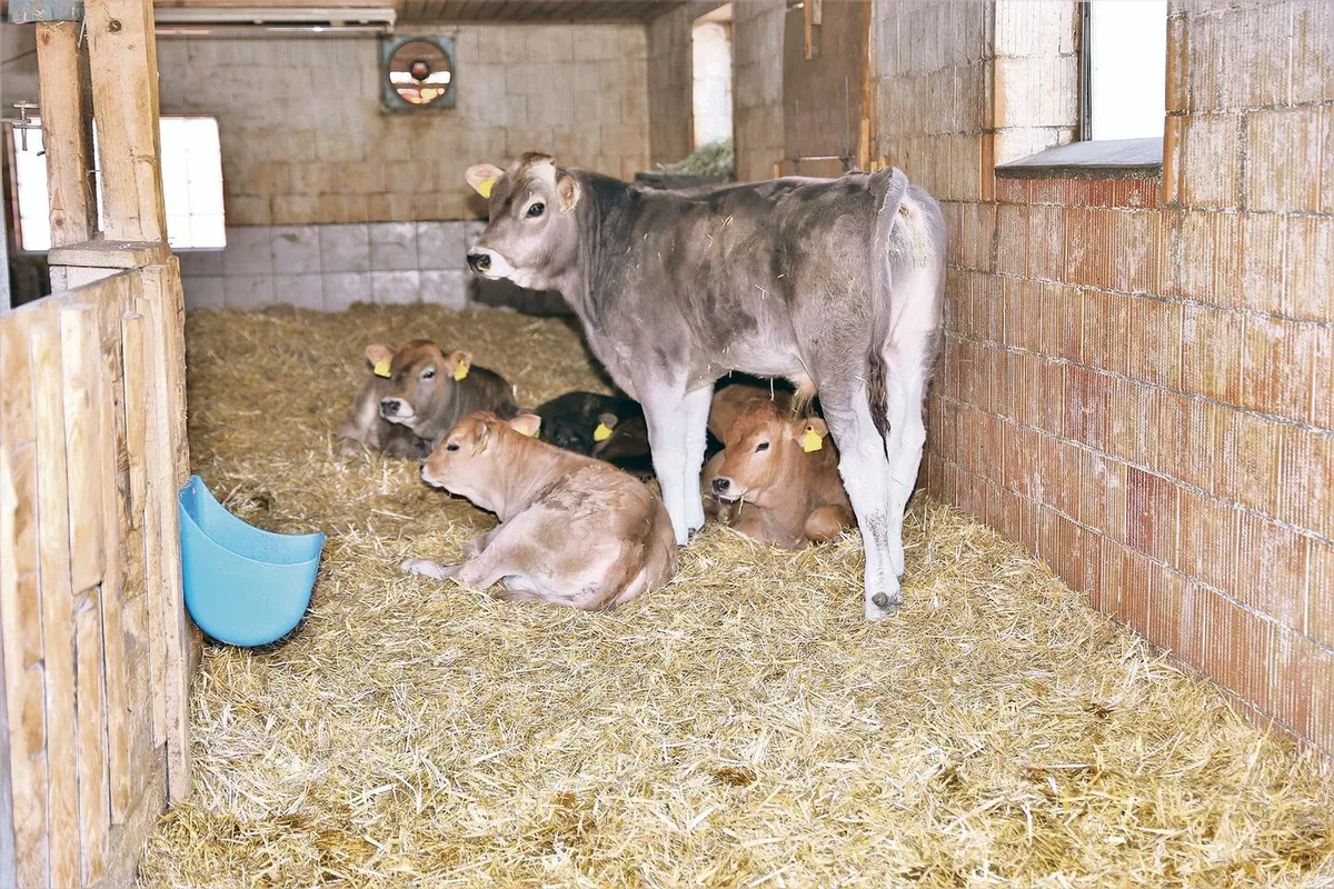896f6e49fae2302083f3ca2704fbad63418d7ed61067f5249b22f89000e3c6e2 Die Tränkekälber der Familie Schönbächler werden in einer Gruppe gehalten. Rund 112 Tage verbringen sie auf dem Betrieb.