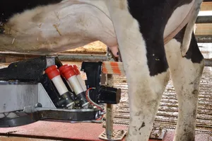 Die Milchwirtschaft wünscht sich mehr Unterstützung in der AP 22+. (Bild Aline Küenzi)