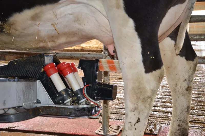 2302b8ba3ba894d9fa73d72707c4986532b7e17a Die Milchwirtschaft wünscht sich mehr Unterstützung in der AP 22+. (Bild Aline Küenzi)