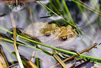 639908_web_R_by_Ulrich_Velten_pixelio.de Der Klimawandel bringt Frösche und Kröten durcheinander