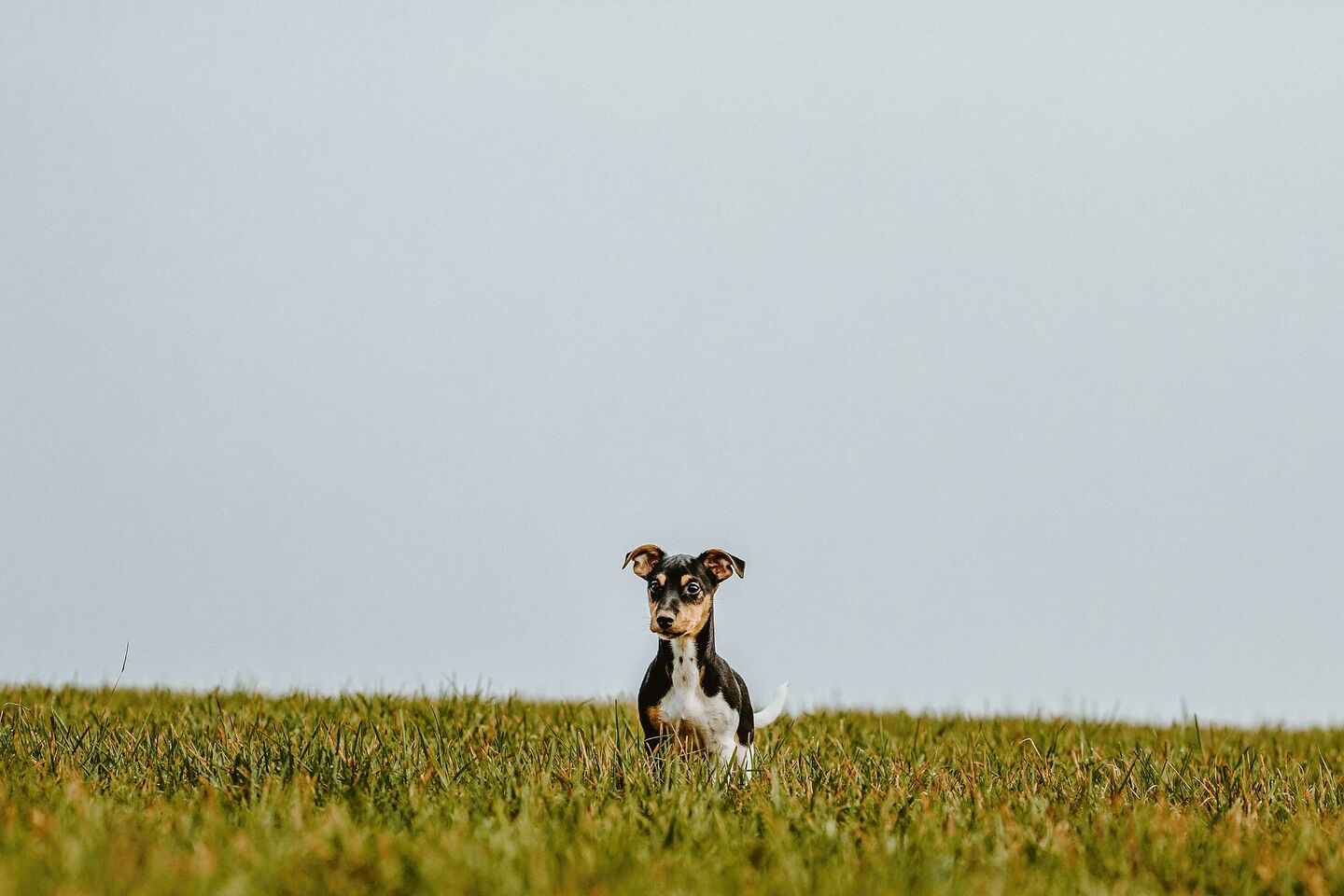 Im Umgang mit Spaziergängern, Reitern und Hundebesitzern gibt es unterschiedliche Lösungsansätze