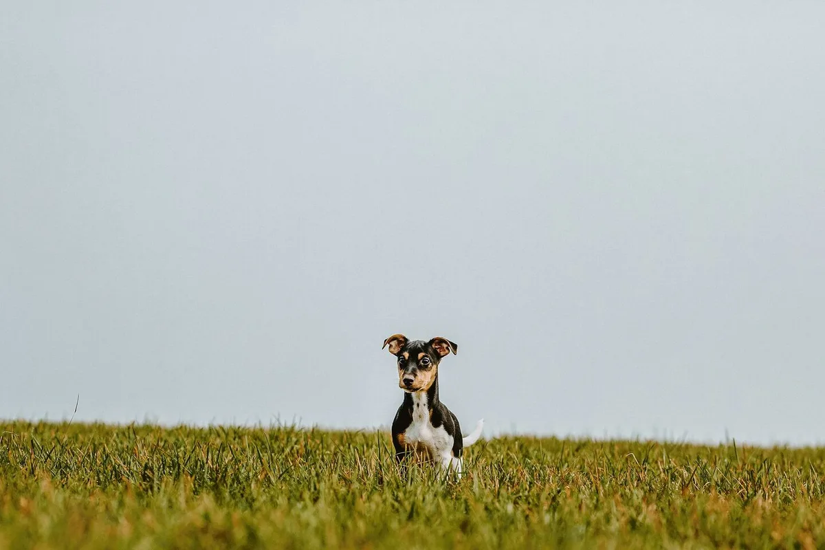 Im Umgang mit Spaziergängern, Reitern und Hundebesitzern gibt es unterschiedliche Lösungsansätze