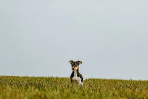 Die immer intensivere Freizeitnutzung der Landschaft führt zu Konflikten zwischen Erholungsuchenden und Landwirtschaft.