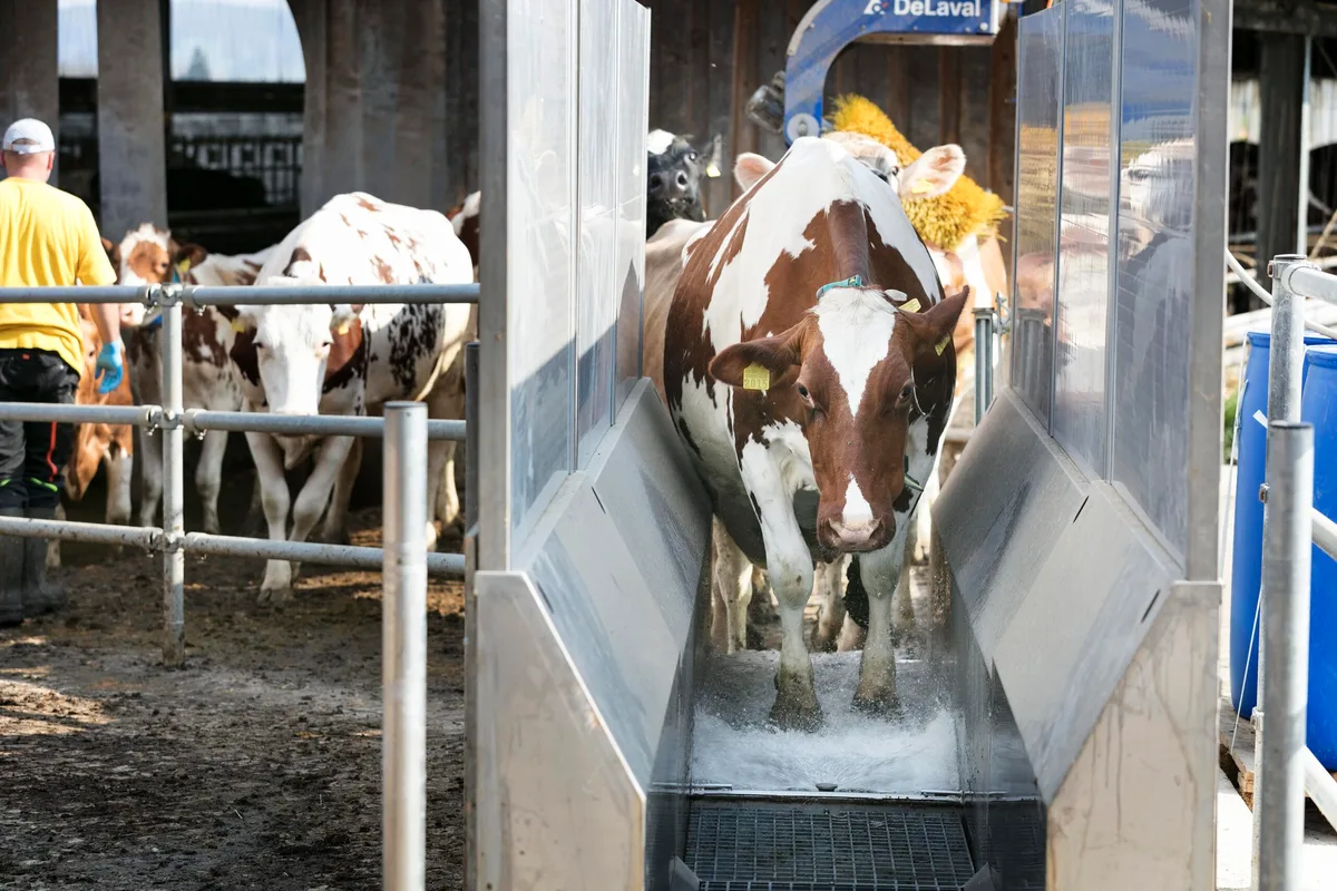 acb402be8969e91d5d737dd8da4b6bbf8676779f Mithilfe des Klauenbads hat die Tierhaltergemeinschaft Pfister-Wyss Mortellaro unter Kontrolle gebracht. (Bild: Johanna Bossart)
