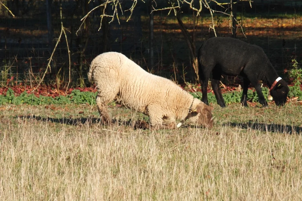 Moderhinke führt zu einer eitrigen Entzündung und Ablösung des Klauenhorns. Weiden auf den «Knieen» ist ein Hinweis auf Schmerzen wegen Moderhinke. Bild: BGK