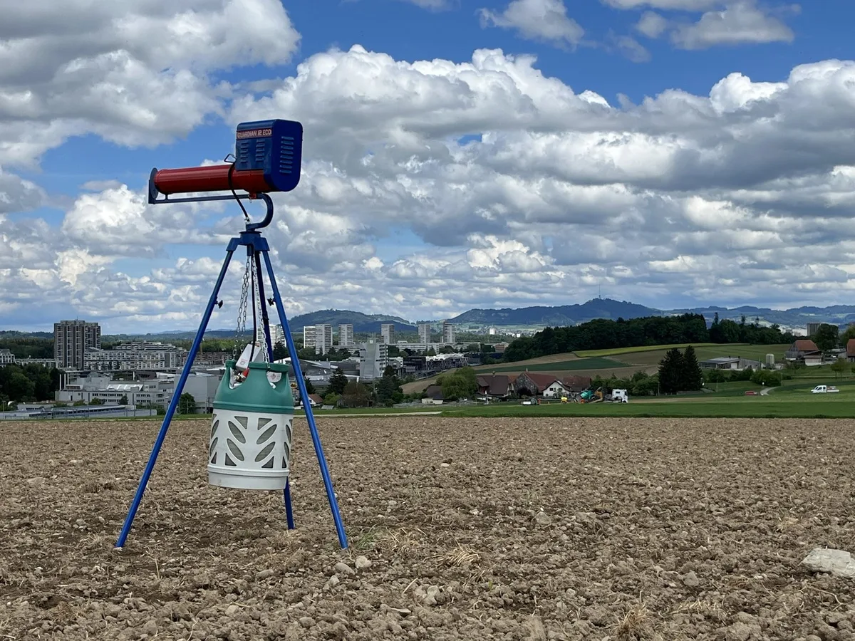 1828FE4B-0CDF-4E82-8E4F-80F709021E4D Schäden durch Krähen: «Dieses Jahr war es ganz extrem», sagt ein betroffener Landwirt