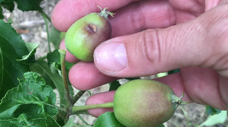 c87fabf2d0275e8ff83df6b9720d3f508366f277 Bei der Fruchtausdünnung werden alle überzähligen, beschädigten, deformierten und unterentwickelten Früchte entfernt. (Bild FOB, Inforama Oeschberg)