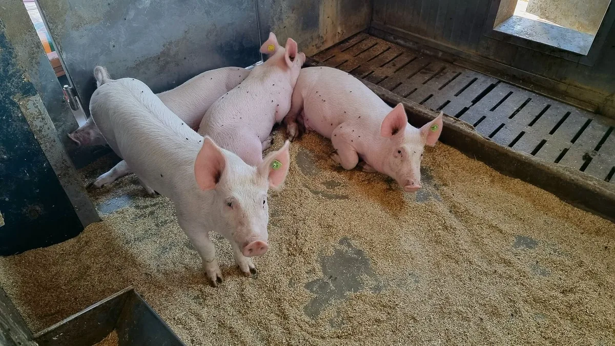 37daaef384779576a3611d5fea7f13f7d9b123a68caca3570faa32bcabf60cdc Der Markt für Schweinefleisch liegt 5 bis 7 Prozent über der Nachfrage. Die Warnungen von Suisseporcs blieben ungehört, nun müssen Betriebe für immer schliessen.