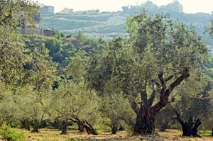 In Frankreich, Spanien und Italien richtet das Feuerbakterium (Xylella fastidiosa) grossen Schaden in Olivenhainen an. In der Schweiz hat es sich bisher zum Glück noch nicht verbreitet – es gilt als einer der gefährlichsten Krankheitserreger für Pflanzen und befällt mehr als 350 Arten.