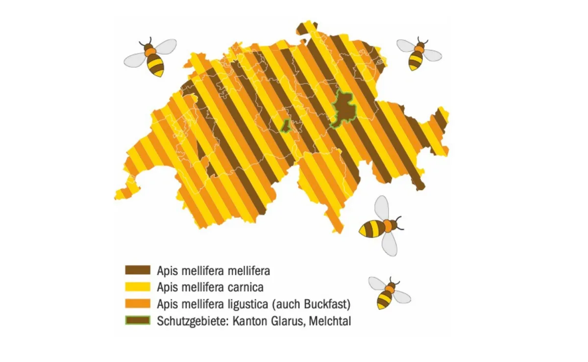 Bienen_Grafik Diese Bienen gibt es in der Schweiz
