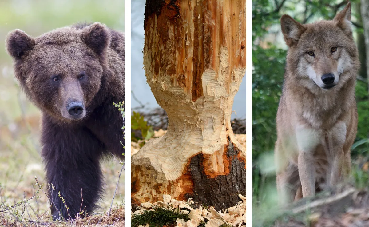 geschu__tzte-tiere Schäden durch Wolf, Biber und Bär soll der Bund vollständig bezahlen