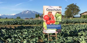 Die Solothurner Bauern dürfen ihre Plakate stehen lassen, entschieden das Bau- und Justizdepartement. (Bild IG Bauern Unternehmen)