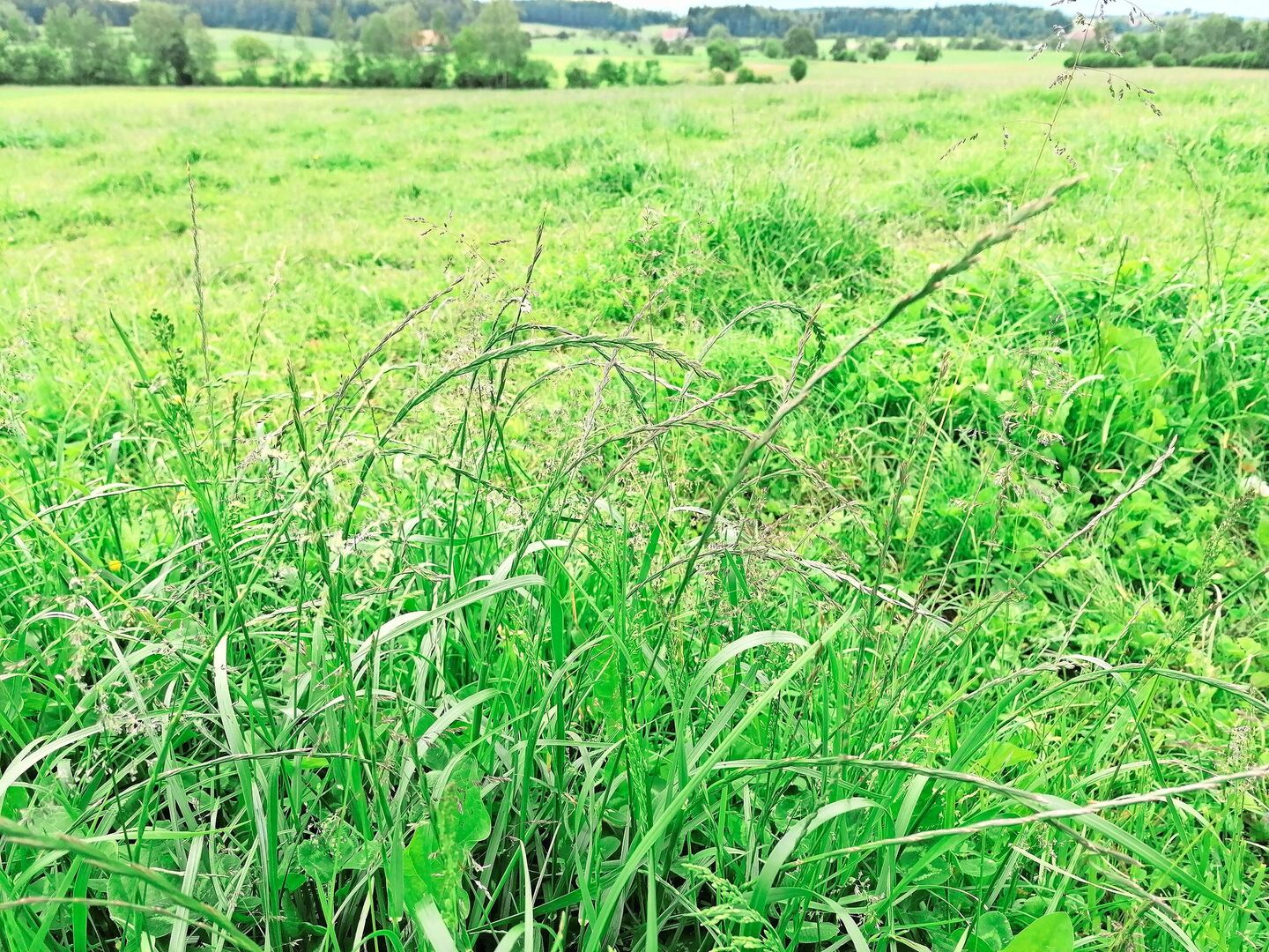 Ein Resultat der schwierigen Wetterlage: Geilstellen mit überständigem Futter.