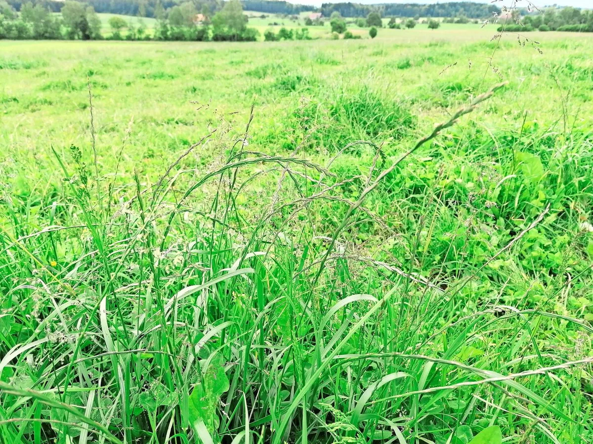 Ein Resultat der schwierigen Wetterlage: Geilstellen mit überständigem Futter.