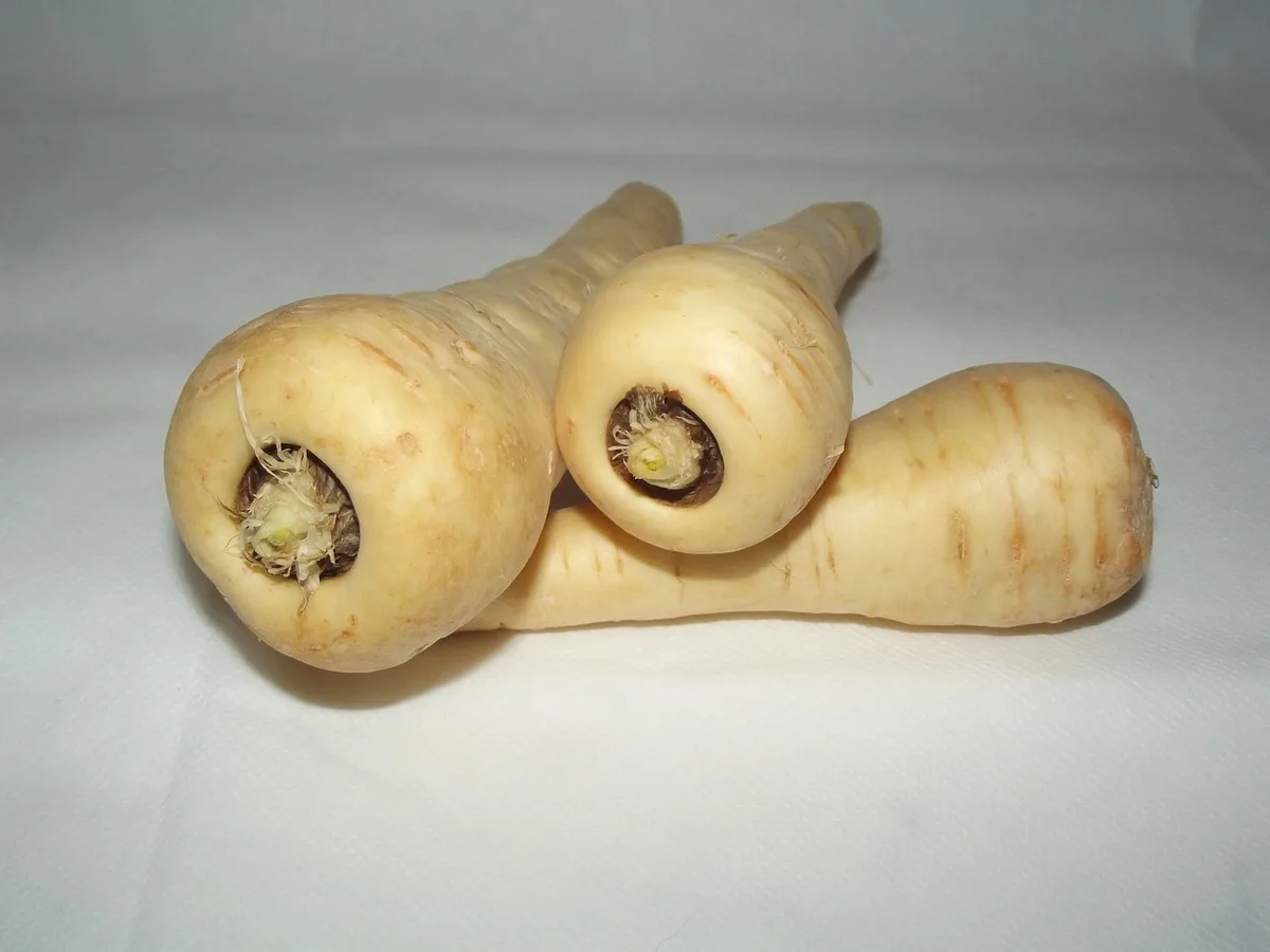 parsnip-20320_1280 Das Revival der Pastinake