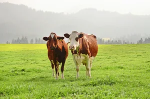 Das proteinreiche, energiearme Herbstgras kann zu Pansenblähungen führen.