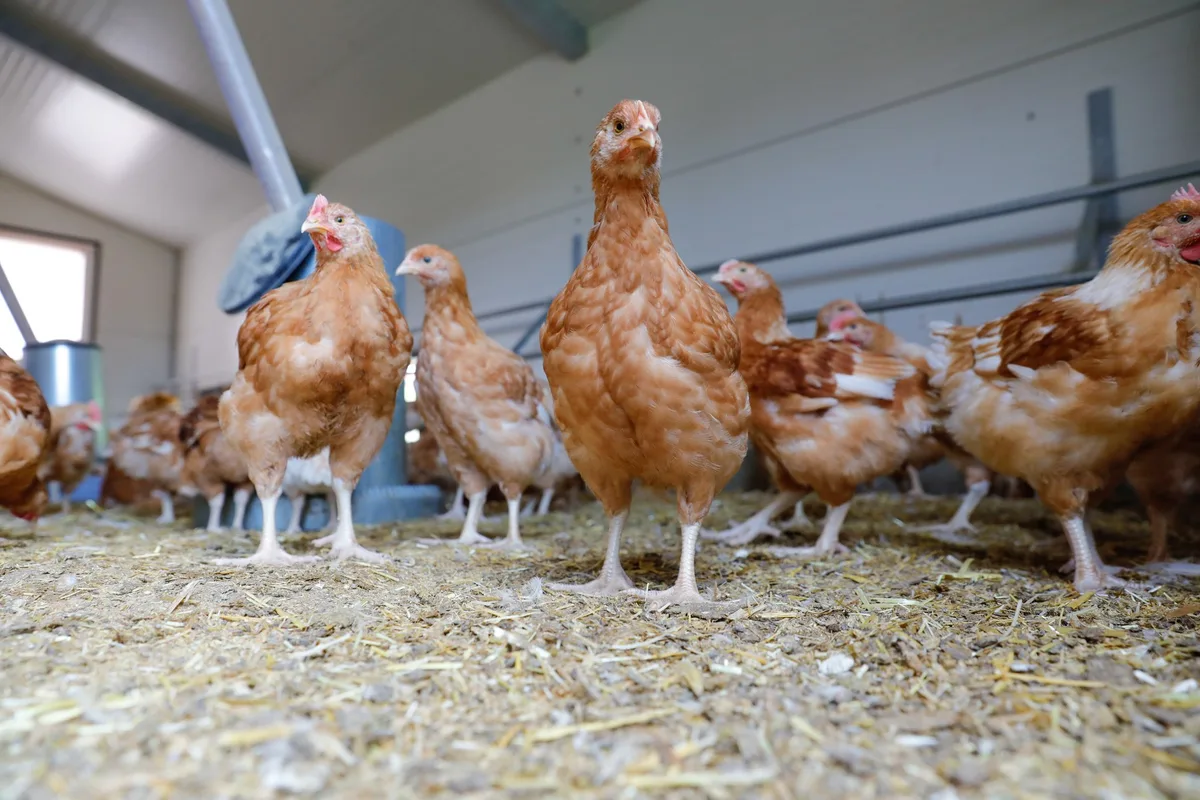 mastpoulet_roethlisberger Bell übernimmt die Brüterei Stöckli und sucht neue Poulet-Produzenten