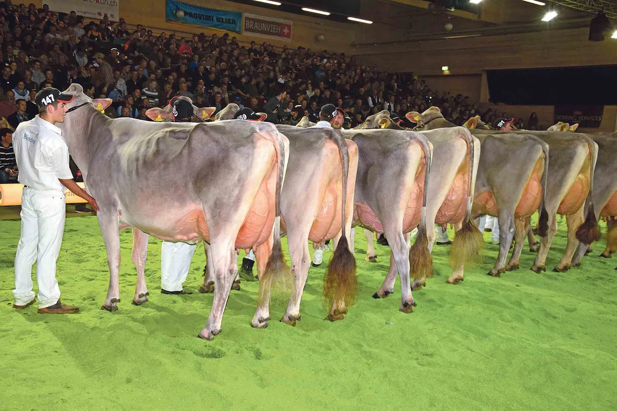 7bf29147c093e89113a9231a7f6661d206abb68c
Topkühe an der Swiss Classic vom letzten Samstag in Brunegg AG. Diese Kategorie gewann Ambühls Denzo Dolly von Jann Ambühl, Davos Frauenkirch GR. Die Braunviehrasse ist aber weiter unter Druck. Schaut man ... (Bild Peter Fankhauser)
