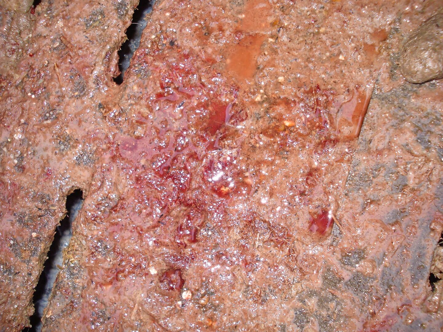 Dysenterie ist eine ansteckende Schweinekrankheit und führt oft zu Leistungseinbussen und/oder blutigem Durchfall.