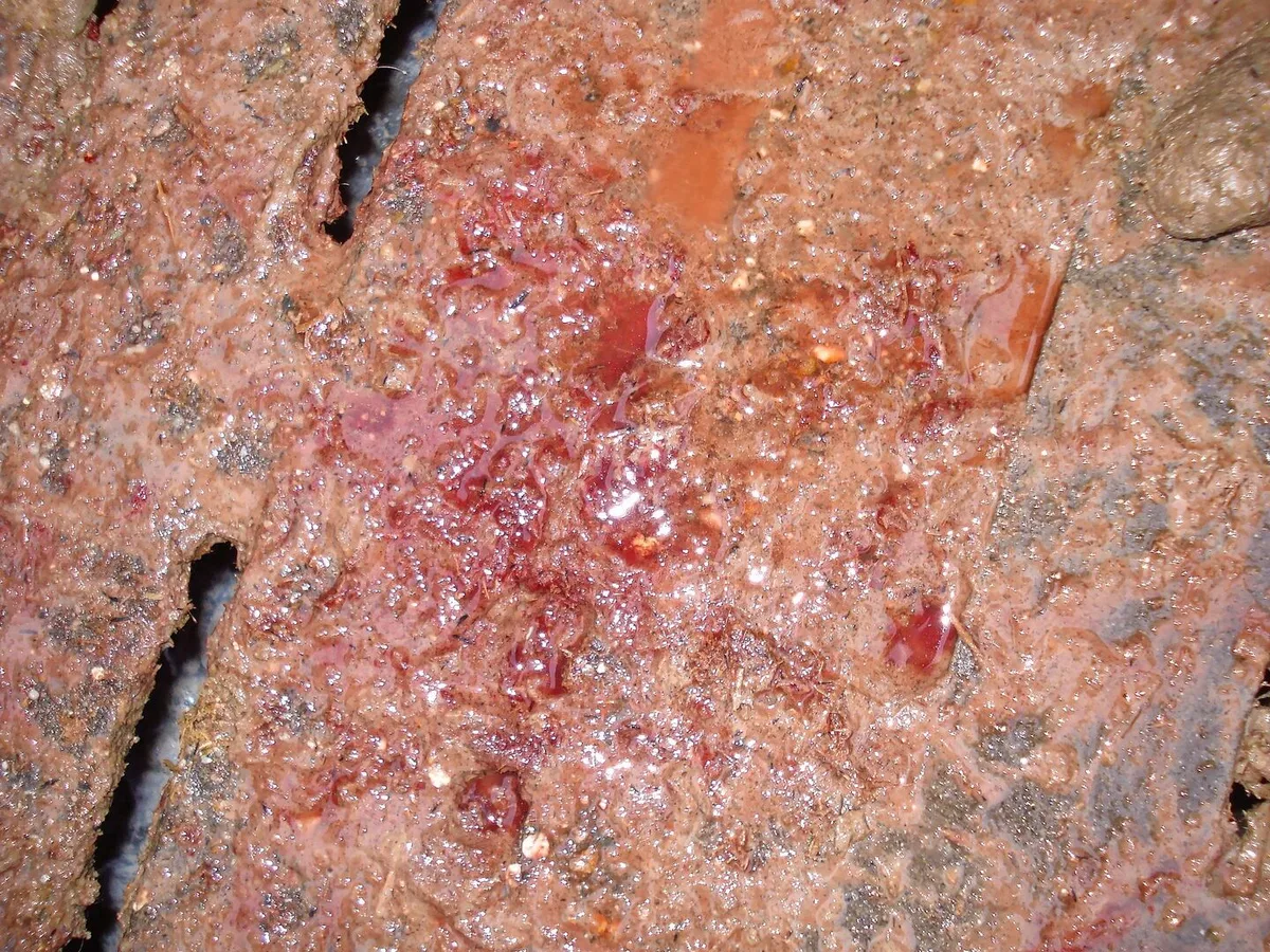8c06de9ddb2fc6b799a6a2b33aab84119e94d2c0d01147ddde296d4e3b46f597 Dysenterie ist eine ansteckende Schweinekrankheit und führt oft zu Leistungseinbussen und/oder blutigem Durchfall.