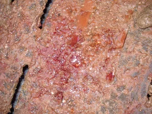 Dysenterie ist eine ansteckende Schweinekrankheit und führt oft zu Leistungseinbussen und/oder blutigem Durchfall.