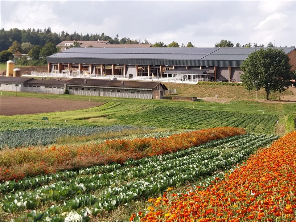 kuhstall-von-grangeneuve Der nachhaltige neue Kuhstall von Grangeneuve zog viele Besucher an