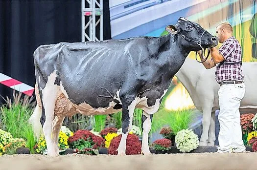 Neu mit EX-97 eingestuft: die Kanadierin und amtierende Royal-Winter-Fair- Siegerin Altona Lea Unix Herminie.