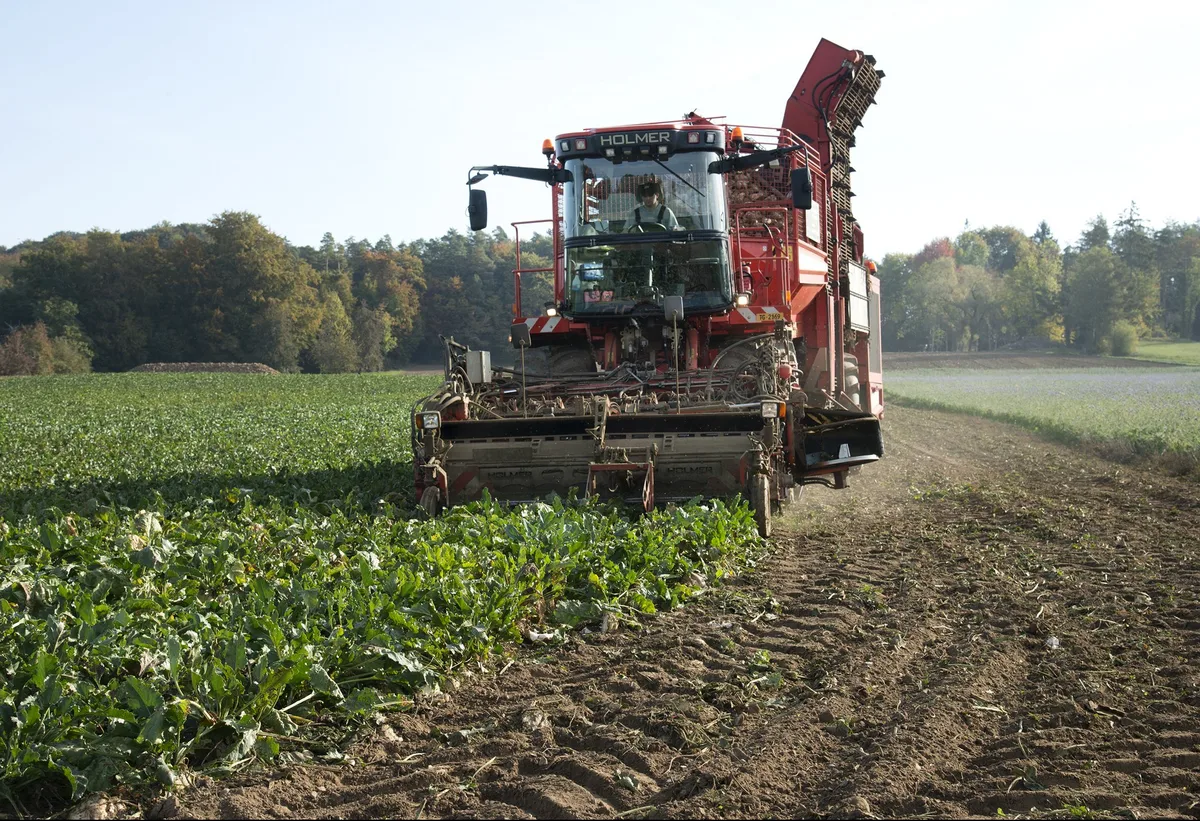 8def9ded75404d9ba082a04bd1dd357c4cd4023e Aufgrund erschwerter Bedingungen bei Keimung und Jugendentwicklung werden ähnlich hohe Erträge wie 2018 erwartet. Die Schweizer Zucker AG geht aber davon aus, dass die Zuckerrüben noch vom kühlen und feuchten Sommer profitieren könnten. (Bild Katrin Erfurt)