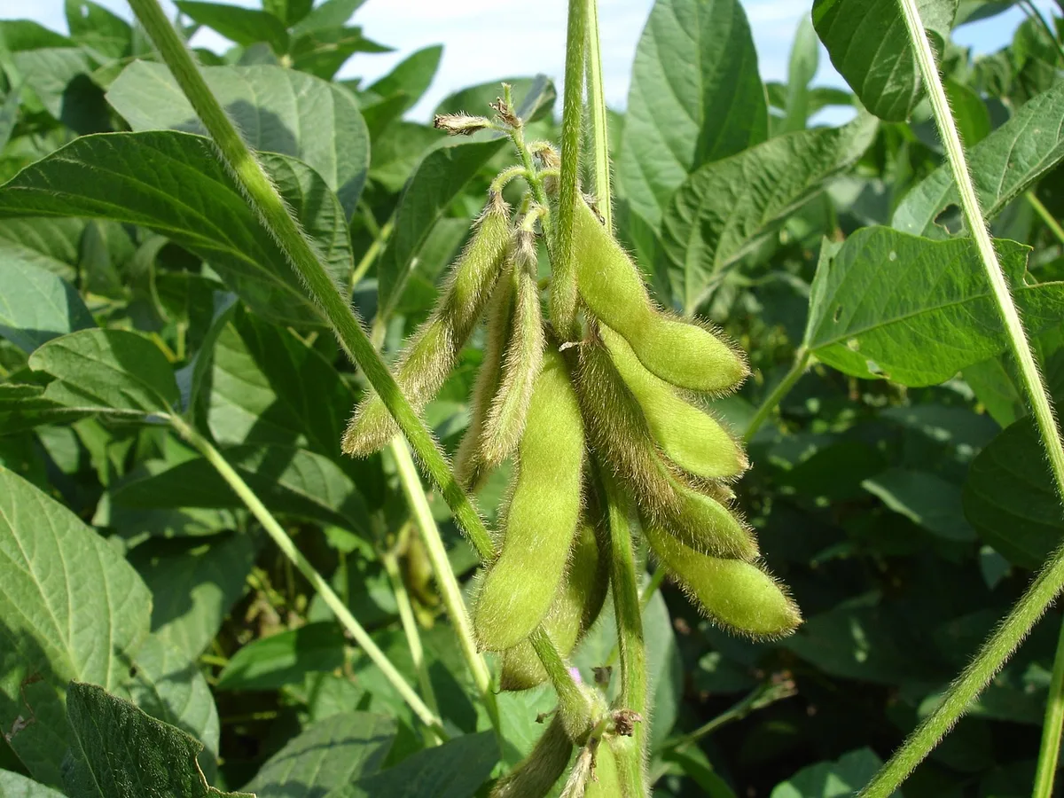 soy-g3ad27ad2a_1280 Weil zu wenig Biofutter verfügbar ist, steigen die Produzentenpreise dafür