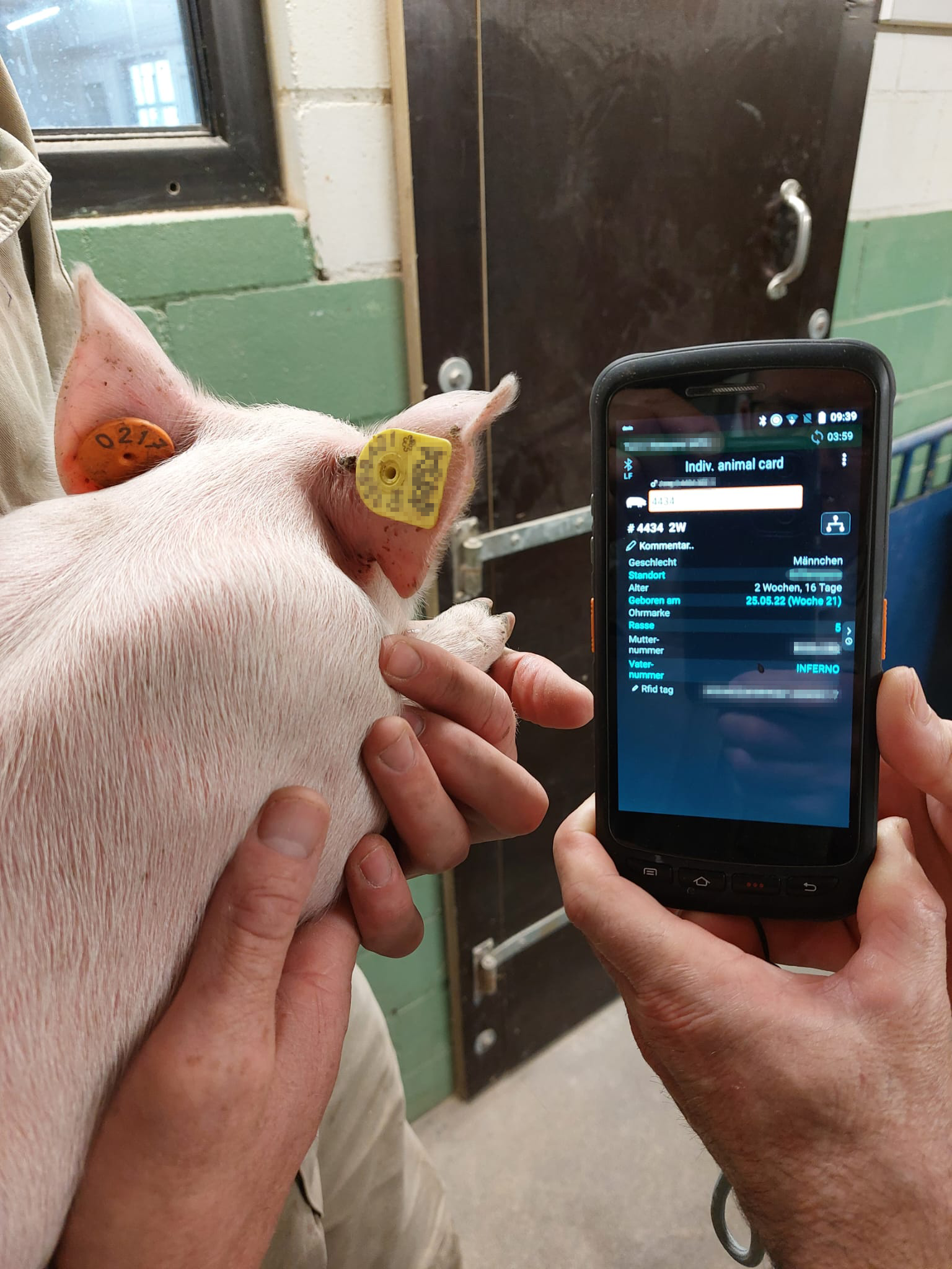 Eine elektronische Ohrmarke für die Zukunft in der Schweinehaltung
