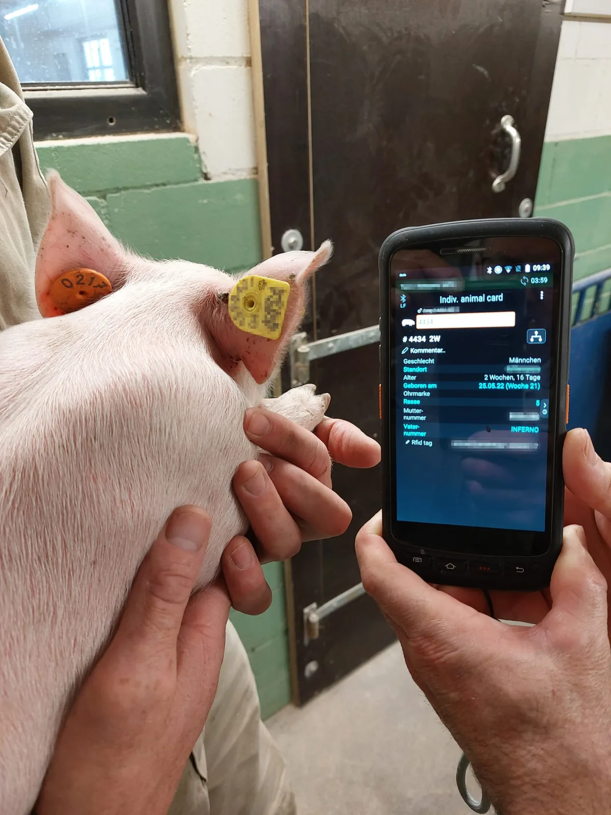 BZ-AKT3-32-Ohrmarken-Bild_1-bab Eine elektronische Ohrmarke für die Zukunft in der Schweinehaltung