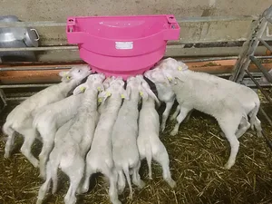 An der Milchbar herrscht reger Andrang. Bis die Lämmer dort selbstständig trinken, braucht es etwas Übung.