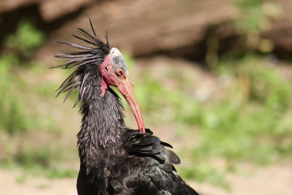 bird-6528806 Erstmals seit 400 Jahren Waldrapp-Küken in der Schweiz geschlüpft