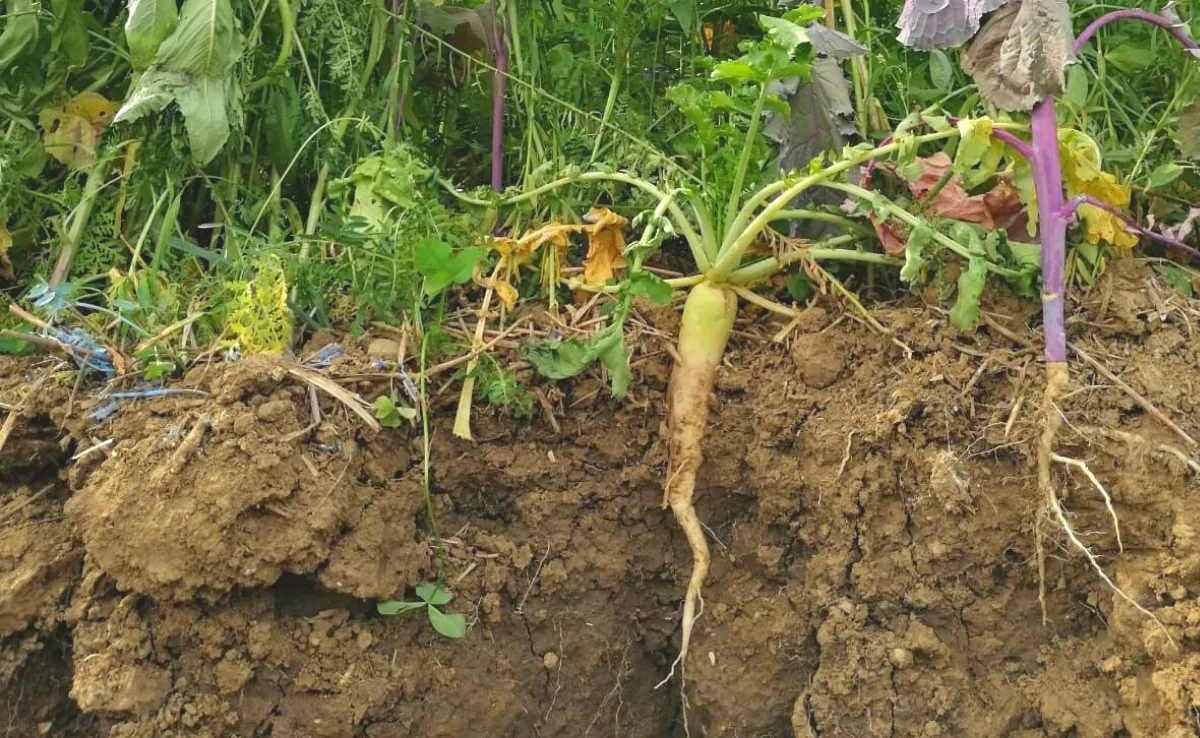 Bodenschonend ist machbar: So gelingt der Einstieg