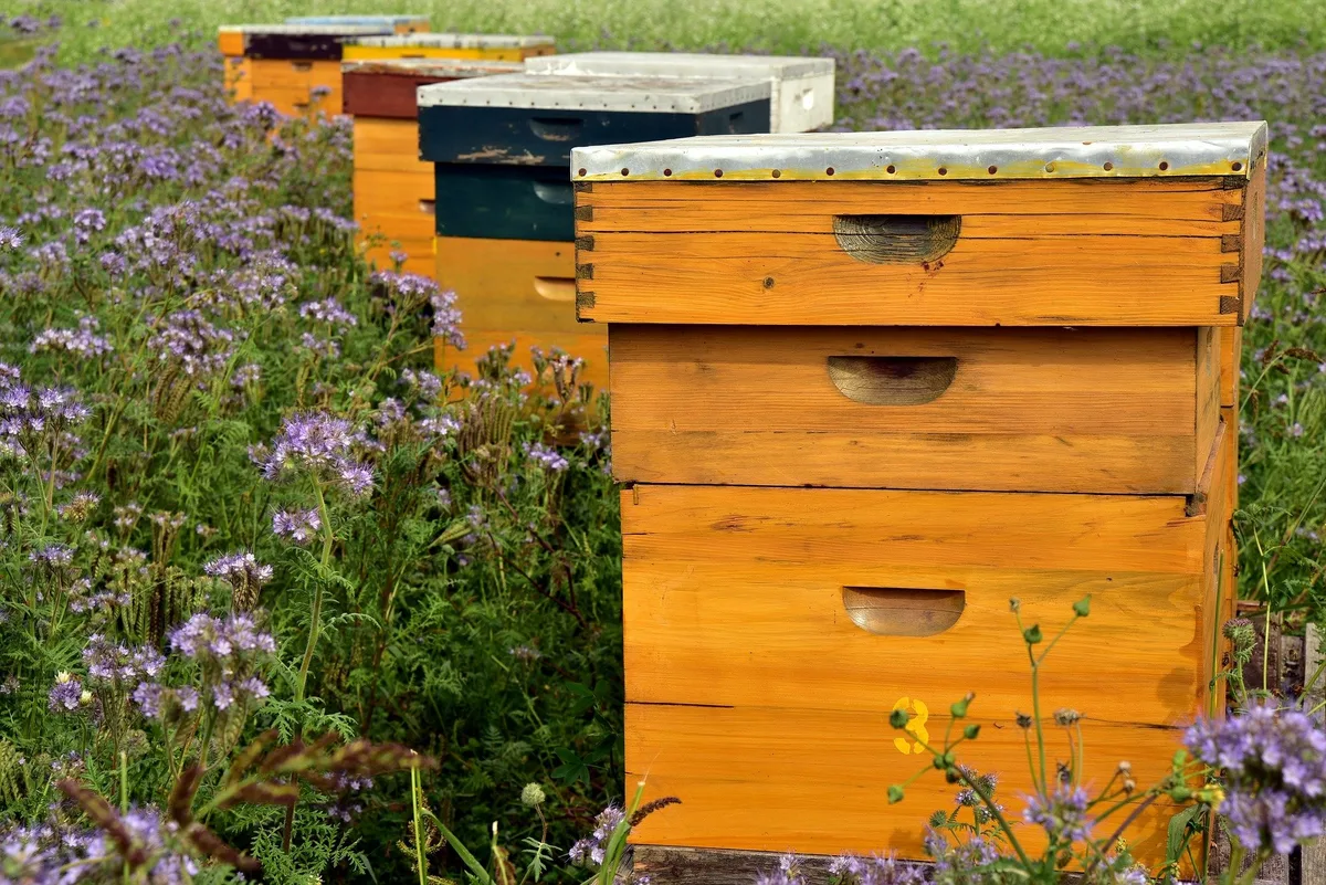 bienenkasten_uello Der Imkerverband lanciert ein Blühflächenprojekt zugunsten von Honig- und Wildbienen