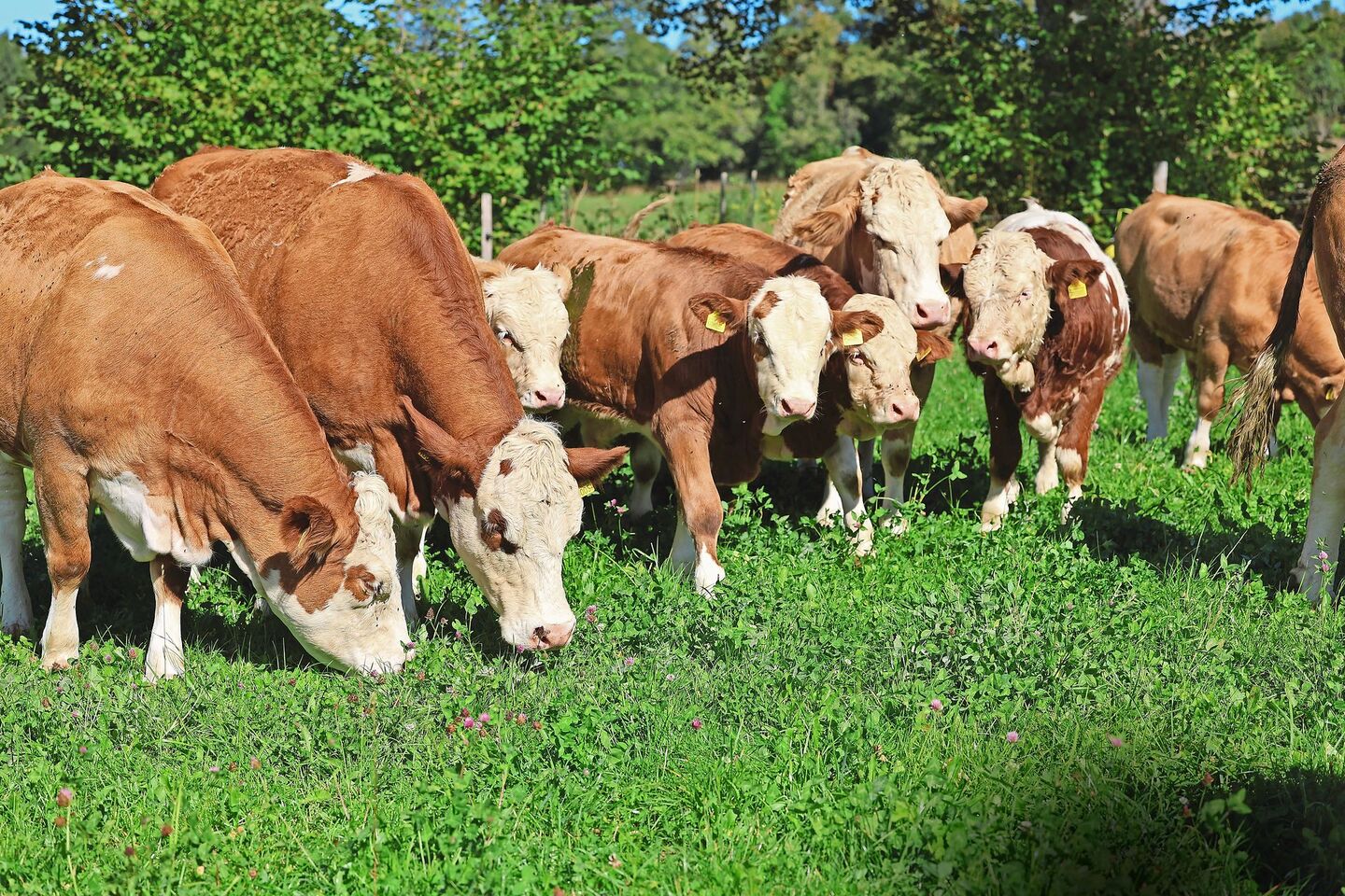 Mit den steigenden Temperaturen steigt auch die Gefahr von Hitzestress. Gruppenbildung kann ein mögliches Anzeichen sein.